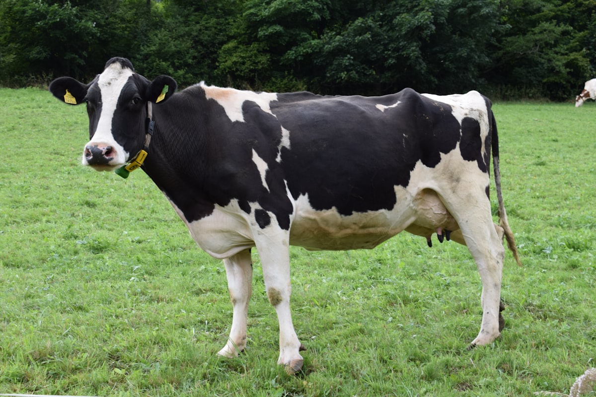 Cattle livestock agricultural hedging