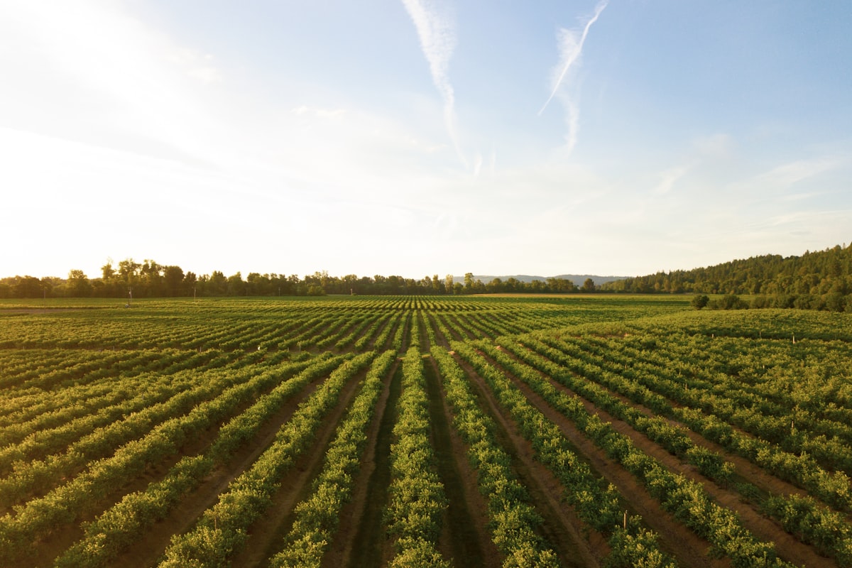 Cotton field agricultural commodity