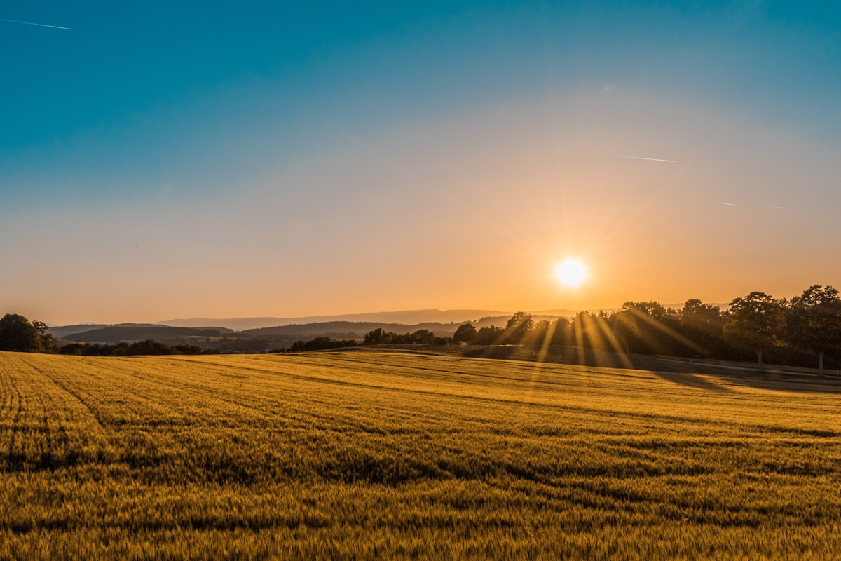 Agricultural field at harvest